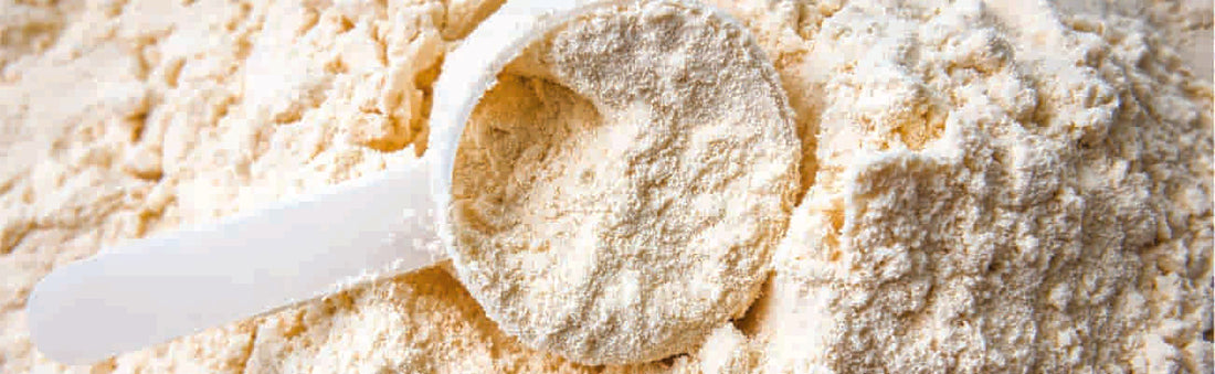 Whey Protein Header