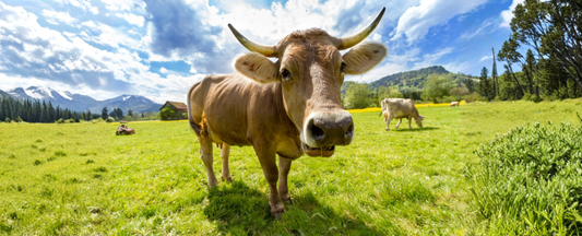 What organic certification really means